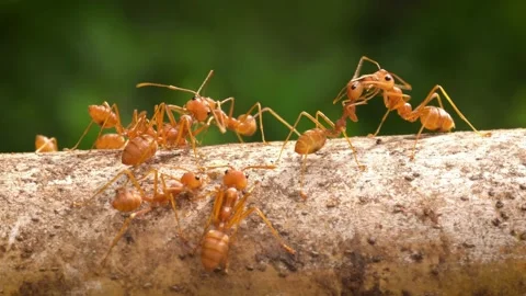 A group of ants walking among the tree branches in the middle of the forest. 4K Stock Footage 245958241