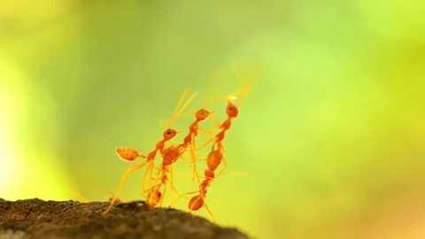 A group of ants walking among the tree branches in the middle of the forest. 4K Stock Footage 245958408