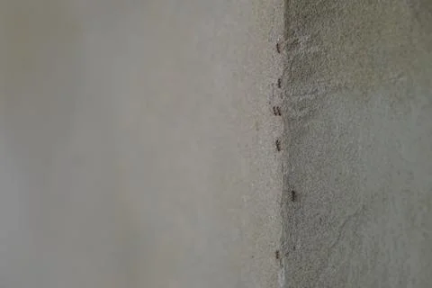 Group of ants walking up the corner of gray wall Stock Photos