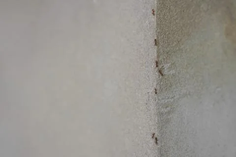Group of ants walking up the corner of gray wall Foto stock