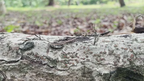 A group of ants is walking on a fallen tree trunk Stock Footage 294062121