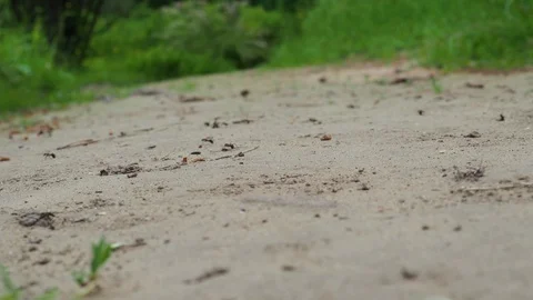 Group of ants walking on the forest, selective focus, 4K. Stock Footage 113001036