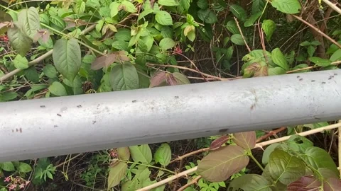 A group on ants walking on its way on a metal bar Stock Footage 242653505