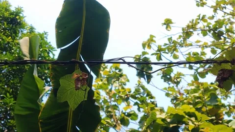 A group of ants walking on a wire with sky and banana leaves in the background Stock Footage 346607383