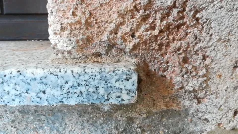 Group of Ants on the Wall. Video stock 121777289