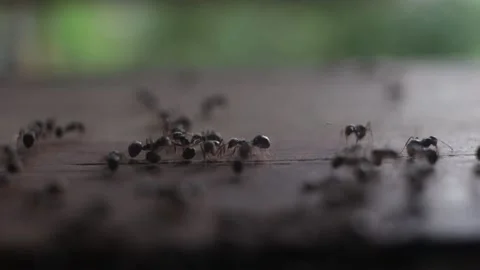 A group of ants on the wood Stock Footage 237237228