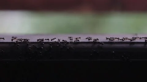 Group of ants on the wood Stock Footage 237237536