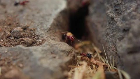 A group of ants work together to bring twigs inside their anthill. Closeup shot Video stock 131234242