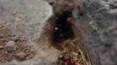 A group of ants work together to bring twigs inside their anthill. Closeup shot Stock Footage 131234426
