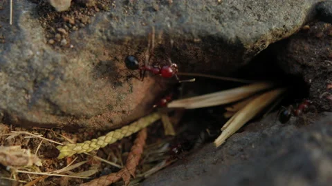 A group of ants work together to bring twigs inside their anthill. Closeup shot Stock Footage 131234860