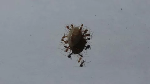 A group of ants work together Stock Footage 271312508