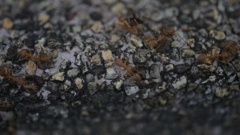 Group of ants worker in nature. Stock Footage 105894934