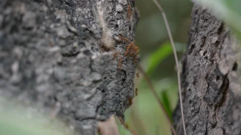 Group of ants worker in nature. 스톡 동영상 105895041