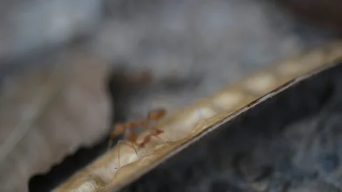 Group of ants worker in nature. Stock Footage 105895052