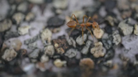 Group of ants worker in nature. Stock Footage 105895063