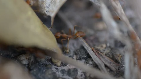 Group of ants worker in nature. Stock Footage 105895112
