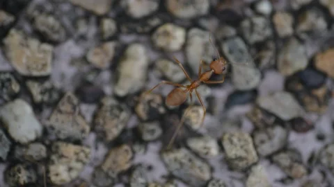 Group of ants worker in nature. Stock Footage 105895120