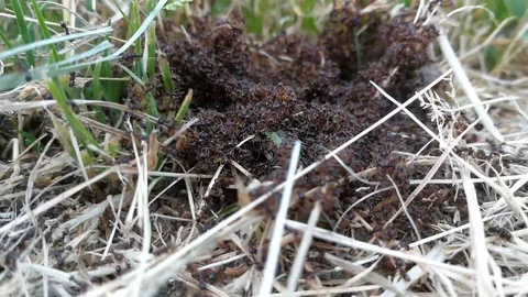 Group of ants working Video stock 89349672