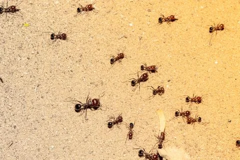 A group of ants working on the ground with creative summer light effect blur  Stock Photos
