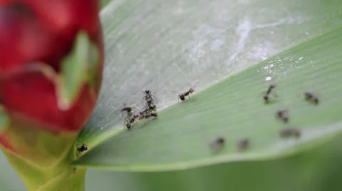 Group of ants in the working line Stock Footage 26319211