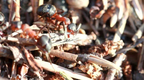 A group of ants, working at their anthill. Vídeos de archivo 23166441