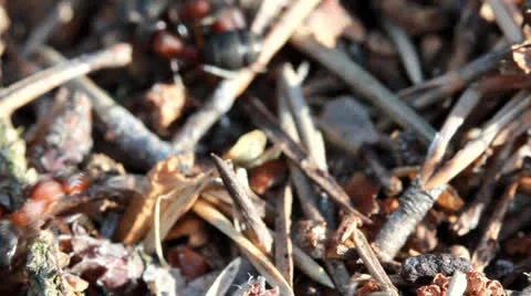 A group of ants, working at their anthill. Vídeos de archivo 23166513