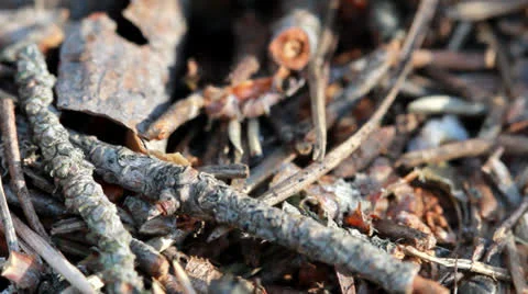 A group of ants, working at their anthill. Vídeos de archivo 23166575