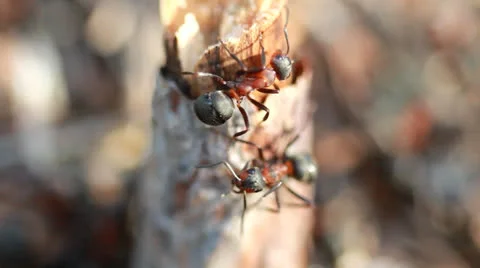 A group of ants, working at their anthill. Vídeos de archivo 23173790