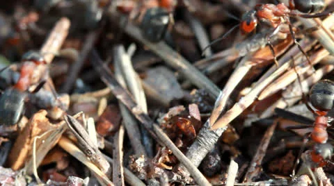 A group of ants, working at their anthill. Vídeos de archivo 23174666