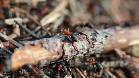 Group of ants, working at their anthill. Vídeos de archivo 23226055