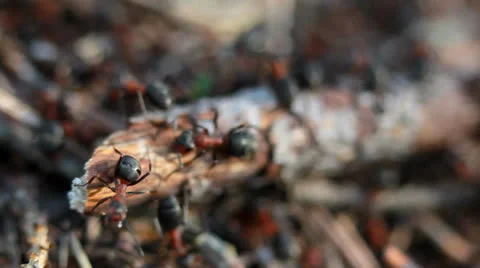 A group of ants, working at their anthill. Vídeos de archivo 23226265