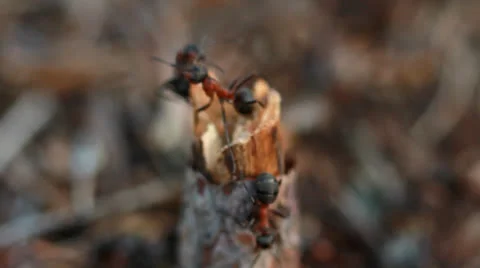 A group of ants, working at their anthill. Vídeos de archivo 23226292