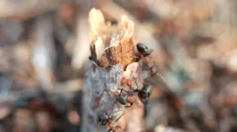 A group of ants, working at their anthill. Vídeos de archivo 23226326