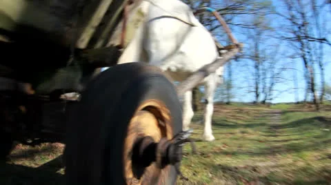 A group of ants, working at their anthill. Vídeos de archivo 23266002