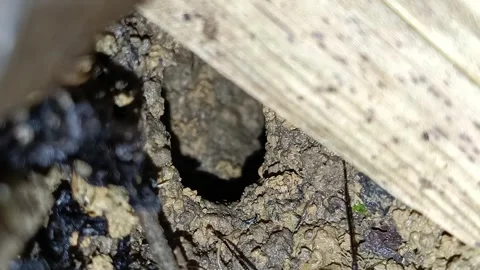 Group of ants working together carrying soil from their nest hole 库存影片 334797582