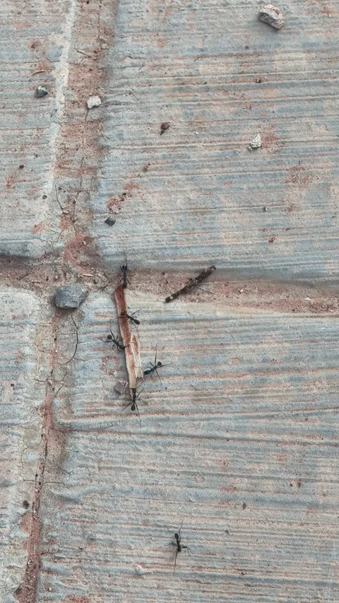 Group of ants working together carrying food Stock-Footage 341965890