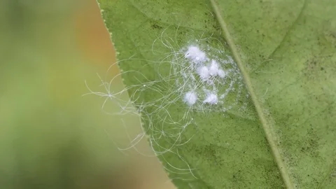 Group of aphid under tree leaf Stock Footage 83514118