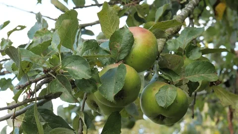 A group of apples hang from a tree Stock Footage 116883669