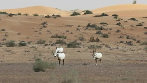 A group of arabian oryxes in the desert. Stock Footage 229371439