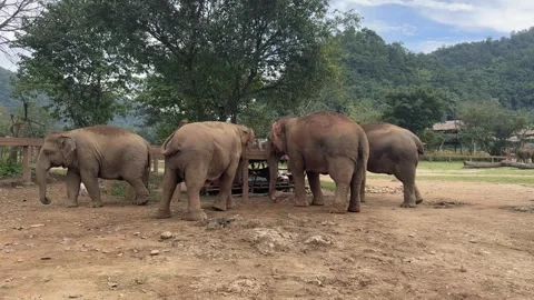 Group of Asian elephants interacting in a natural sanctuary habitat setting Vídeos de archivo 337394849