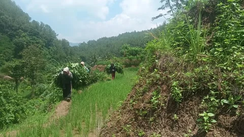 Group of Asian Farmers Walking on Path Carrying Grass for Livestock Feed 動画素材 335019808