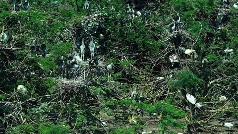 A group of Asian openbill storks Stock-Footage 323062415