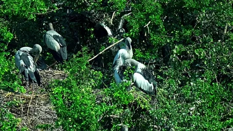 A group of Asian openbill storks Stock-Footage 323062429