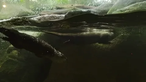 Group of Asian small-clawed otters swimming in water Видео 93529638