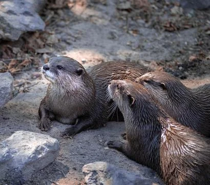 Group of Asian small-clawed otters interacting together on ground 写真素材