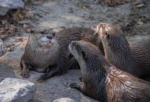 Group of Asian small-clawed otters interacting together on ground 写真素材