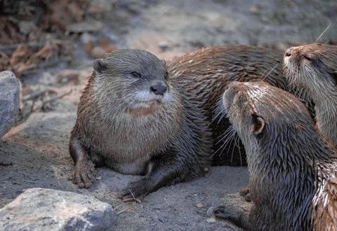 Group of Asian small-clawed otters interacting together on ground Stock Photos