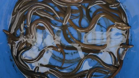 Group of Asian swamp eel or Pla lai na, also known as swamp eel, rice eel, Vidéo 204885397