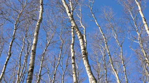 Group of aspen trees with no leaves are swaying in a strong wind with a blue sky Stock Footage 173553673