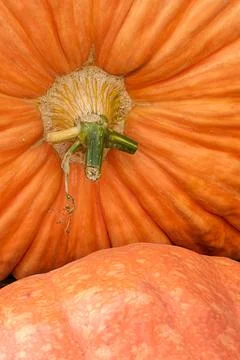 Group of assorted decorative pumpkins Stock Photos